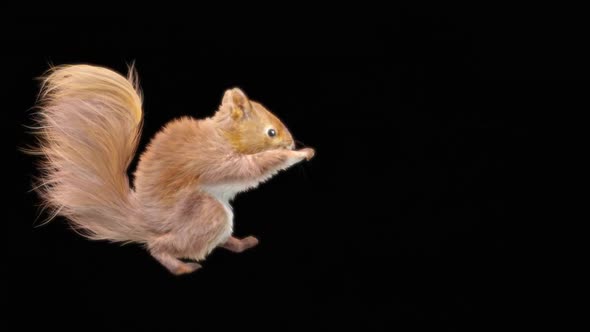 71 Squirrel Dancing HD