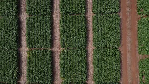 Experimental Soybeans Field Drone 12