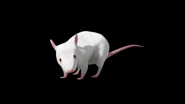 White Rat İdle Front Side View