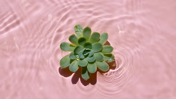 Top View Slow Motion of Waves Water on Pink Background