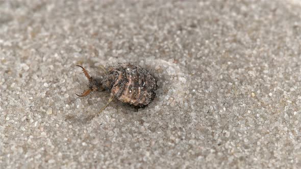 Insect larva Myrmeleon formicarius or common antlion, family Myrmeleontidae,