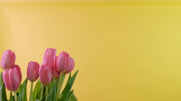 Bouquet of Tulips