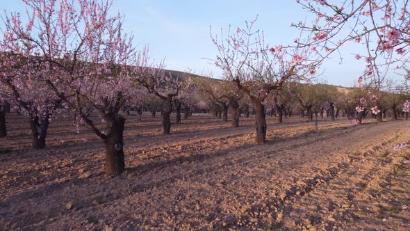 Orchard with blooming almond trees with pink flowers at romantic sunset - shot among trees and above
