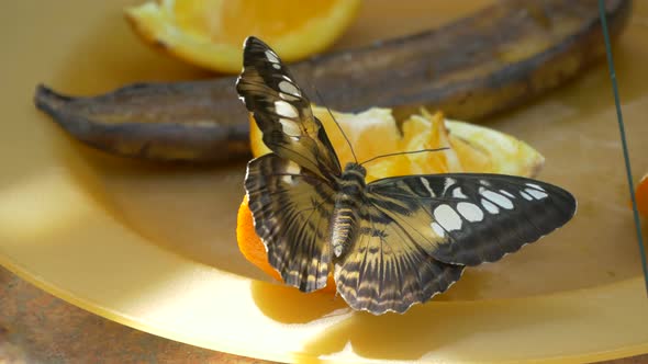 Butterfly Feeding on Orange Slice