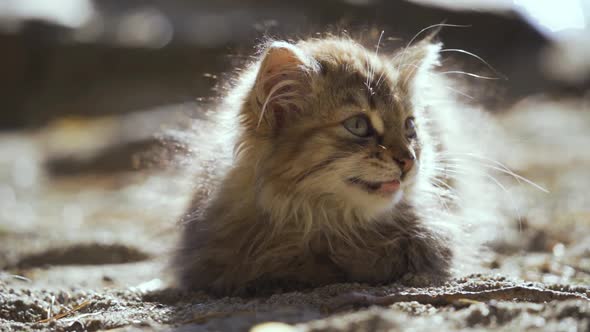 The Poor Kitten Lies on the Ground and Meows Plaintively