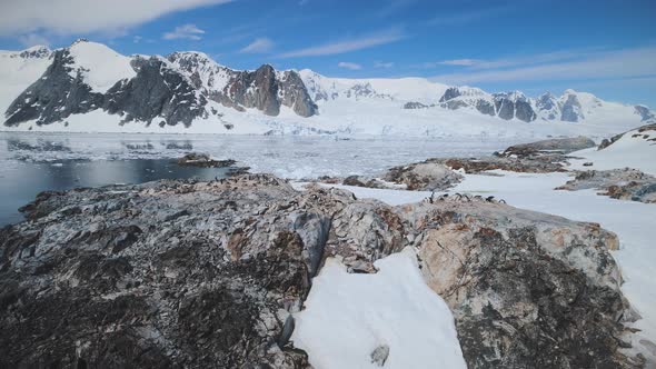 Snow Rock with Penguins. Antarctica Aerial Shot.