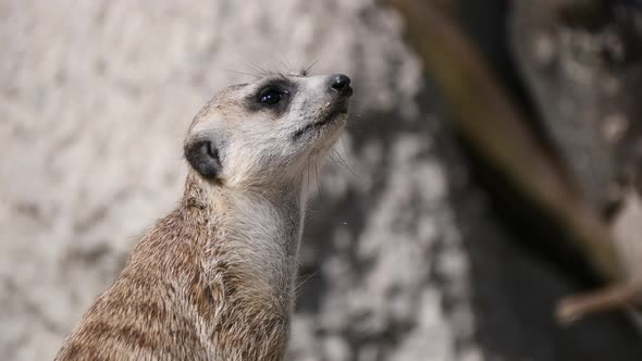 Close up shot of cute Meerkat (Suricata Suricatta) watching around in nature - Wild animal in focus