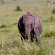 One Baby Elephant Calf Eating Grass   Slow Motion - VideoHive Item for Sale