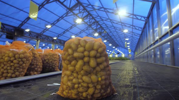 Fresh Potatoes in a Bag Ready for Transportation