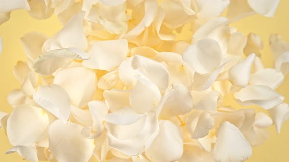 Super Slow Motion Shot of Flying White Rose Petals Towards Camera on Yellow Background at 1000 Fps