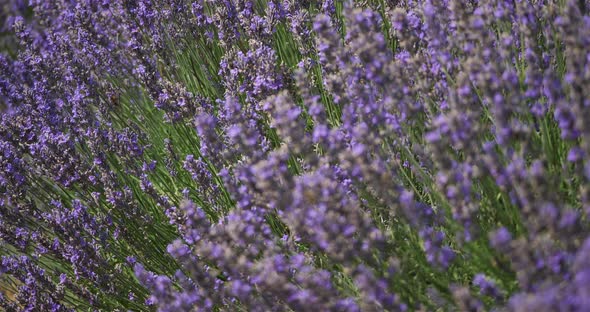 Field of lavenders, occitanie, France