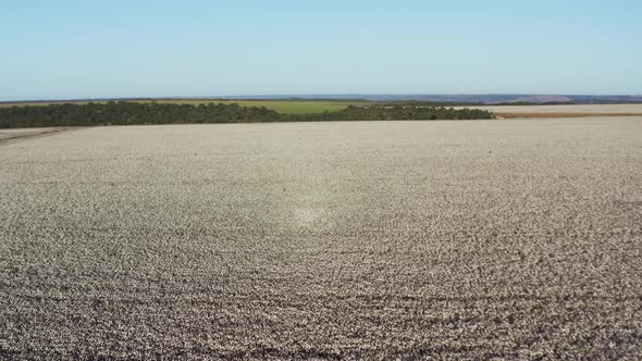 Flying over vast white cotton fields in rural Brazil. Wide aerial landscape shot.