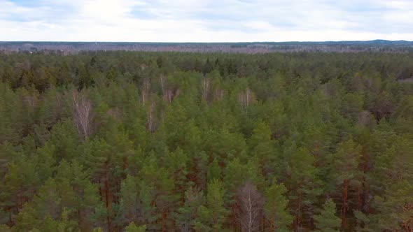Green Pine Wood Top View in Pine Wood Park on Forest Trees Sunny Day. Aerial 4K Video	