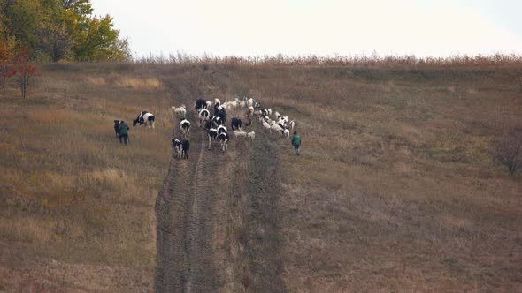 Cattle Herd and Shepherd Walk on Hill Aerial View