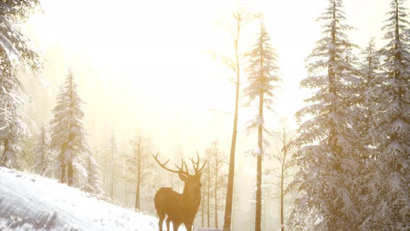 Proud Noble Deer Male in Winter Snow Forest