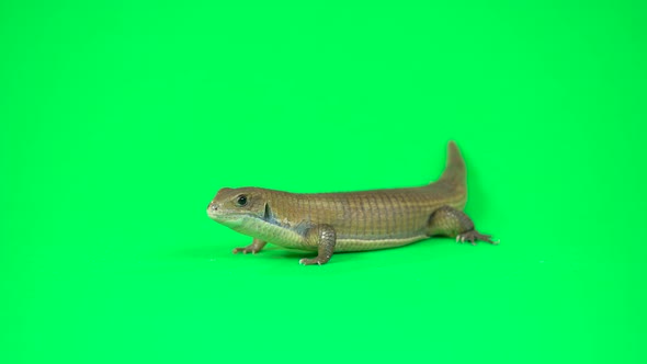 Sudan Plated Lizard - Gerrhosaurus Major on Green Background. Close Up.