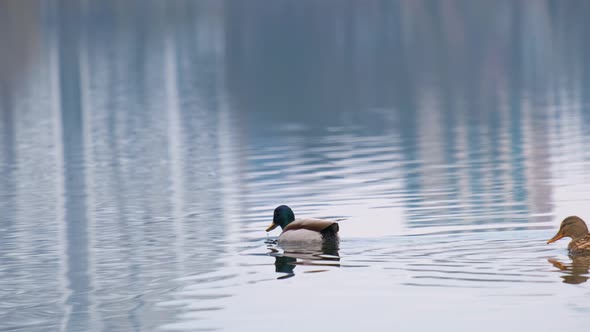 Wild duck swimming in clear lake water in summer park.