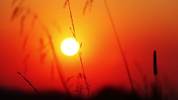 Blades of Grass Against the Setting Sun