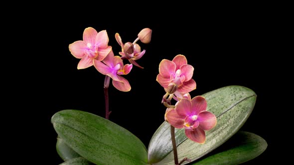 Blooming Pink Orchid Phalaenopsis Flowers