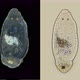 The Late Stage Trophophores of a Worm Polychaeta Under a Microscope, of the Capitellidae Family - VideoHive Item for Sale