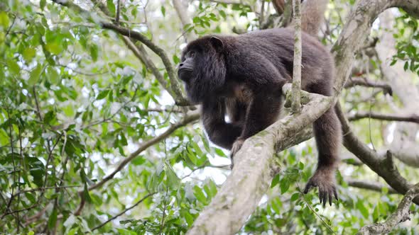 Howler monkey on branch in jungle tree jumps out of shot; slow motion