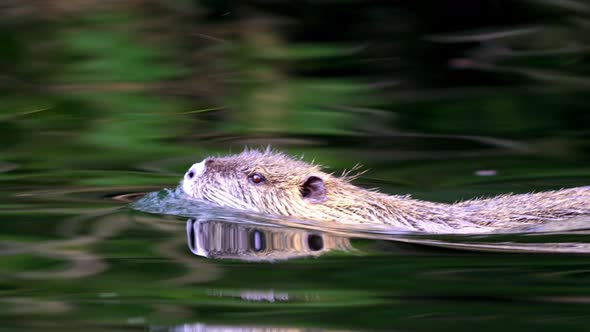Extreme close up shot following the a Coypu swimming on a lake with his face out of the water