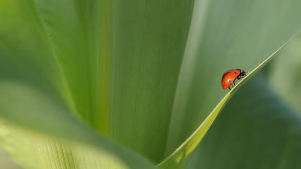 Tiny red Coccinellidae beetle close-up 4K 2160p 30fps UltraHD footage - Corn leaf and ladybug shallo