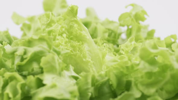 Green oak fresh lettuce planted in the Hydroponics style is beautifully placed and slowly rotating.