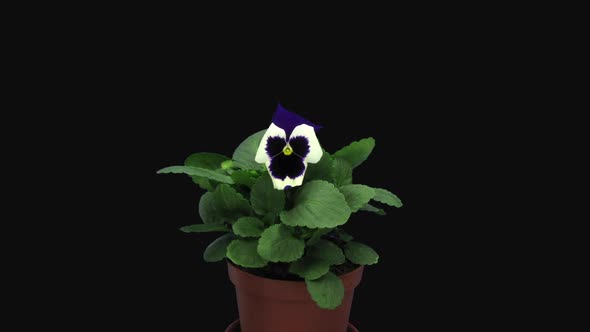 Time-lapse of opening white and purple Pansy flower