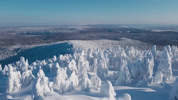 Horizonless Forest and Frozen Trees Covered with Snow on Clear Sunny Day in Winter