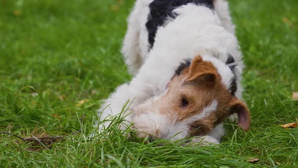 Funny Shaggy Fox Terrier Playing on a Green Lawn in a Spring Park