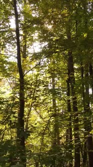 Vertical Video Autumn Forest By Day