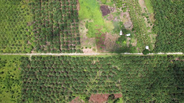 Aerial View of The Palm Oil Estates