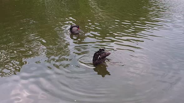 Beautiful black swan with red beak immerses head and whole neck in pond water