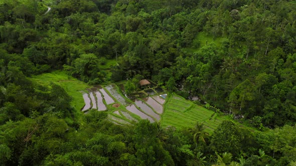 Aerial Drone Flight Over Rice Terraces in Jungle Bali Indonesia