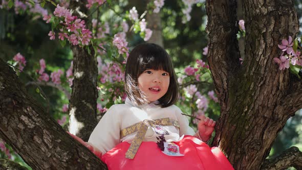 Korean Girl Child in a National Costume Sit on Tree Branch in a Garden with Cherry Blossoms in