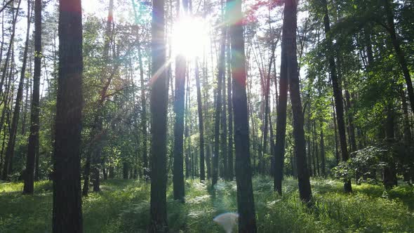 Trees in the Forest By Summer Day