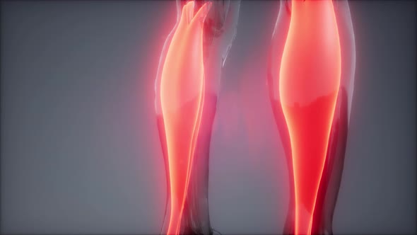 Gastrocnemius- Visible Muscle Anatomy Map alt