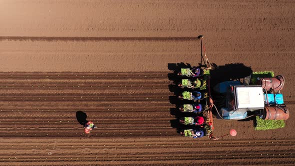 Planting Cabbage Seedlings Using a Combine