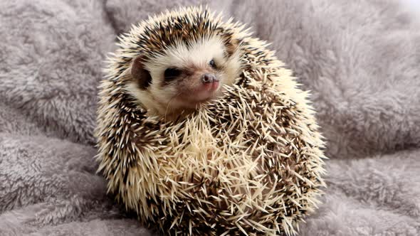 Hedgehog portrait. Pets.African pygmy hedgehog