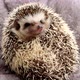 Hedgehog portrait. Pets.African pygmy hedgehog - VideoHive Item for Sale