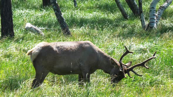 Deer In Nature