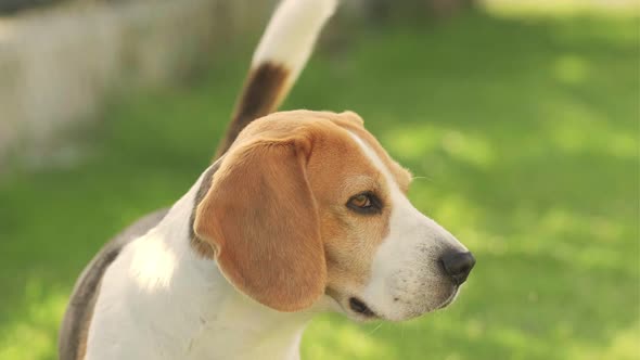 Beagle Dog Closup Outside