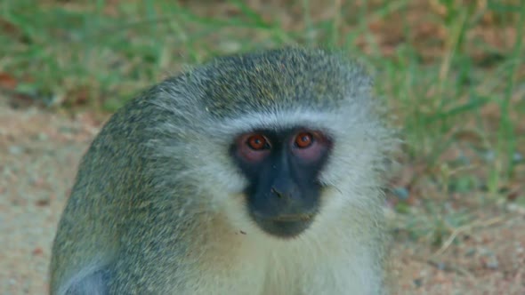 Vervet Monkey Curiously Watching Us