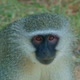 Vervet Monkey Curiously Watching Us - VideoHive Item for Sale