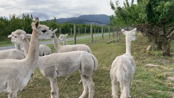 Group Of Newly Sheared Llama Standing On Pasture At Otago, New Zeland. - close up