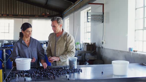 Workers putting harvested olive in bucket 4k