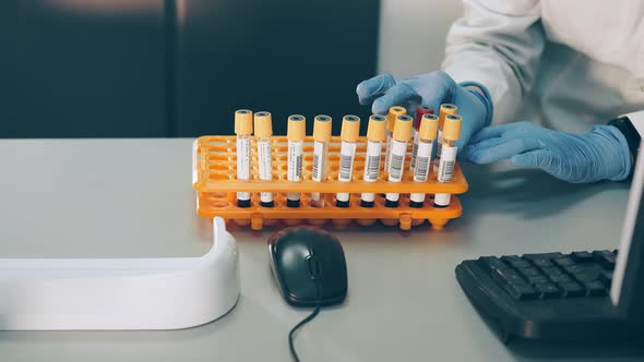 Stand with Test Tubes for Blood Tests. Lab Assistant in Gloves Putting Blood Test Tubes in Rack or