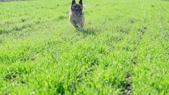 Little Dog Running on the Green Grass