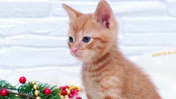 Close up ginger tabby curious christmas kitten sitting next to christmas toys.